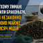 На Сухому лимані викрили браконьєра, який незаконно виловив майже 90 тисяч мідій