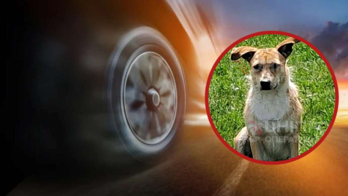 У Дніпрі шукають водія, який збив і викинув собаку