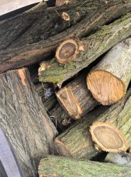 На Одещині чоловік вирубав дерева у захисній лісосмузі вздовж траси Київ&mdash;Одеса