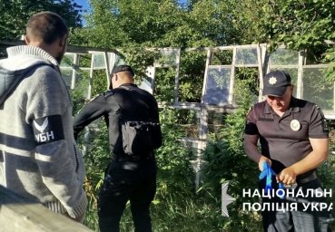 На Миколаївщині затримали двох чоловіків, які вирощували коноплю в теплиці та вдома