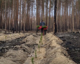 У Лиманській громаді на Донеччині розмінували 1200 гектарів лісу