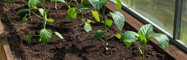 Уявні кущі та дерева: київських комунальників підозрюють у розтраті