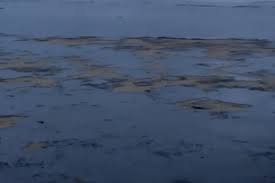 Катастрофа російських танкерів у Чорному морі завдала шкоди місцю зимівлі дельфінів — ВМС ЗСУ