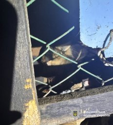 На Івано-Франківщині чоловік жорстоко побив собаку палицею